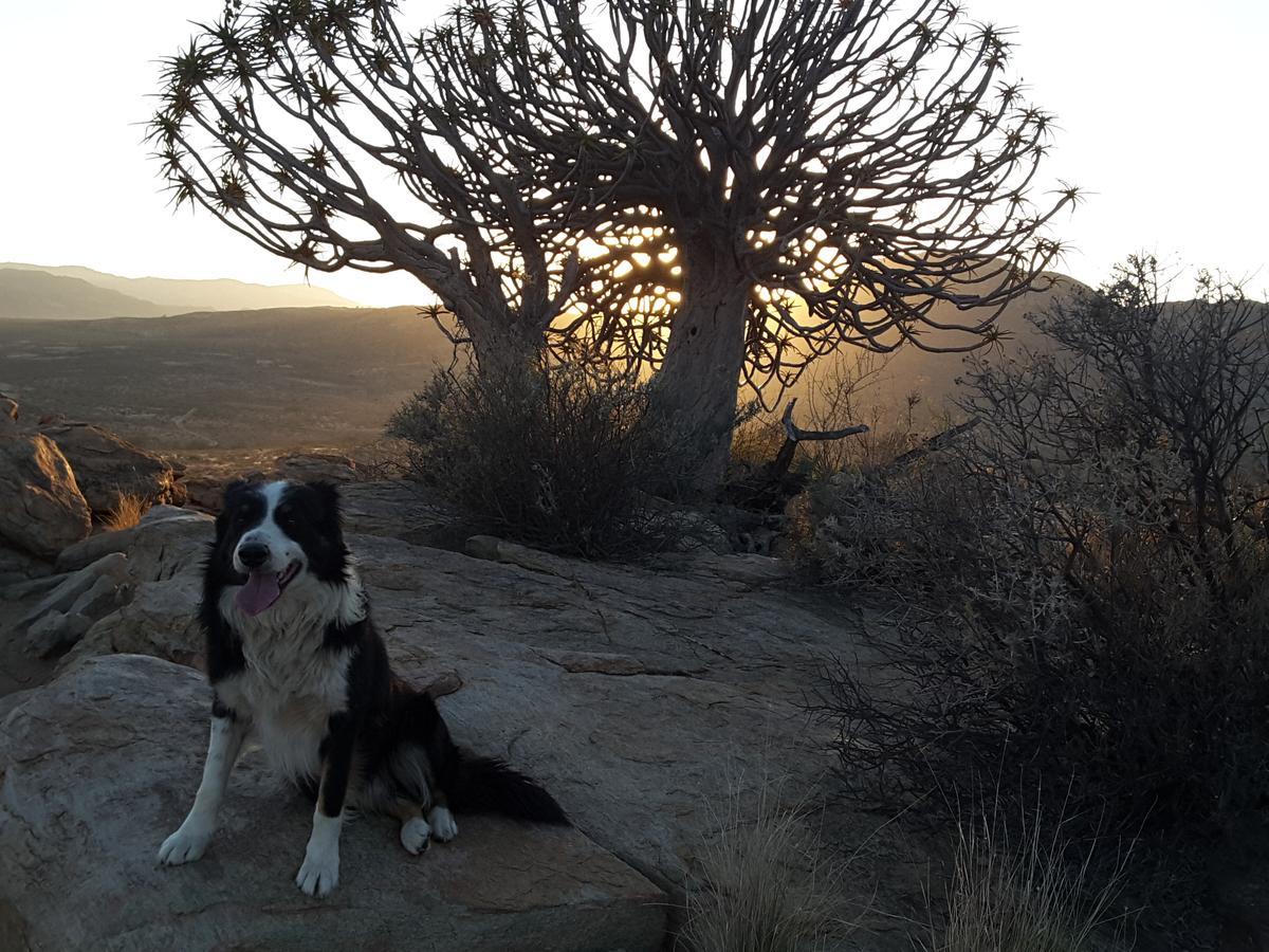 Sperrgebiet Lodge Springbok Kültér fotó