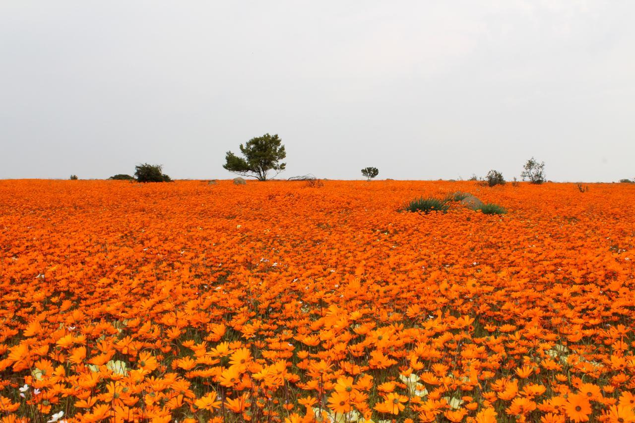 Sperrgebiet Lodge Springbok Kültér fotó